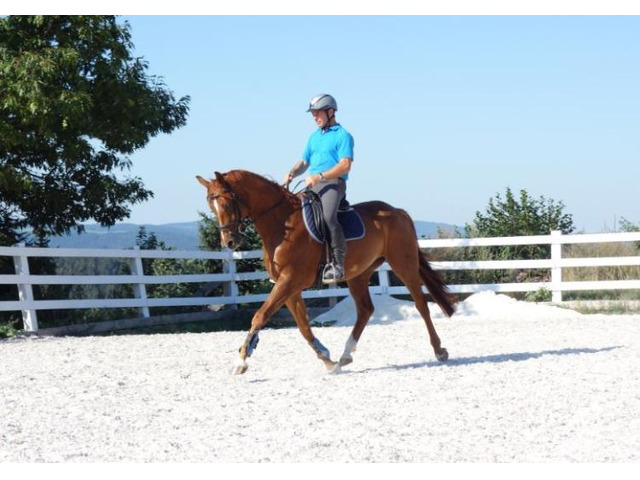 6-jährigem Quarter Horse aus Privater Zucht zu verkaufen