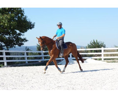6-jährigem Quarter Horse aus Privater Zucht zu verkaufen