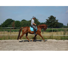 6-jährigem Quarter Horse aus Privater Zucht zu verkaufen