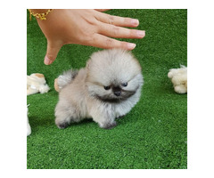 Teacup Pomeranian Spitz Welpen für Ihre Kinder
