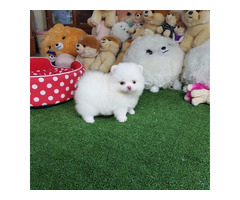 Teacup Pomeranian Spitz Welpen für Ihre Kinder