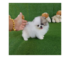 Teacup Pomeranian Spitz Welpen für Ihre Kinder