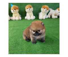 Teacup Pomeranian Spitz Welpen für Ihre Kinder