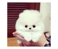 Super süße Pomeranian-Welpen