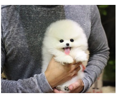 Super süße Pomeranian-Welpen