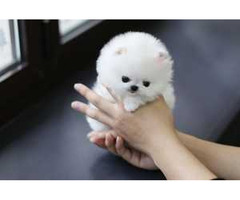 Super süße Pomeranian-Welpen