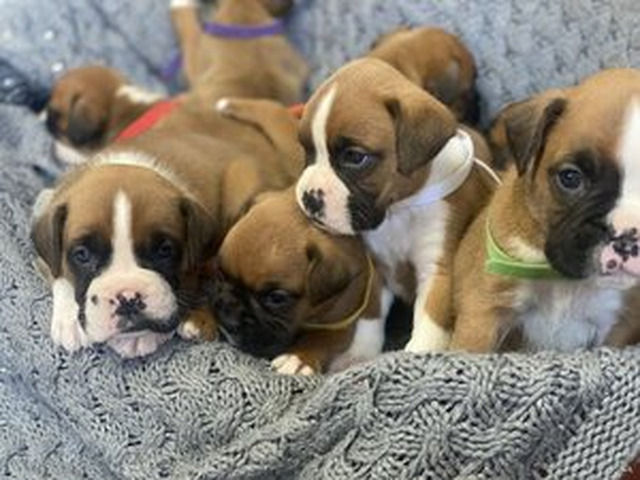 Wunderschöne Boxerwelpen verfügbar