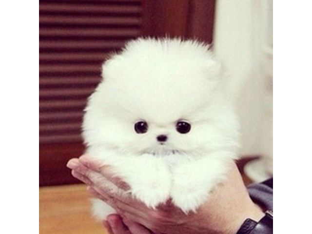 Super süße Pomeranian-Welpen