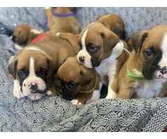 Wunderschöne Boxerwelpen verfügbar