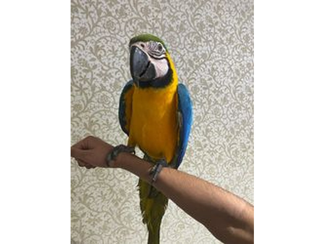 Blau-Goldara-Baby verfügbar