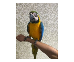 Blau-Goldara-Baby verfügbar