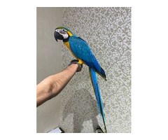 Blau-Goldara-Baby verfügbar