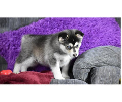Siberia Husky-Welpe Blaue Augen