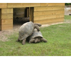 Schildkröten zu sehr guten Preisen zu verkaufen