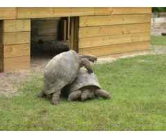 Schildkröten zu sehr guten Preisen zu verkaufen