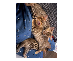 Bengalkitten