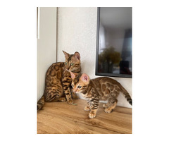 Bengalkitten