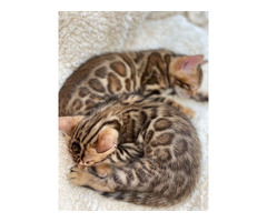 Bengalkitten