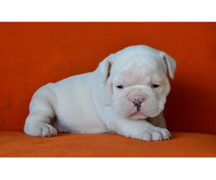 Englische Bulldogge welpen abzugeben