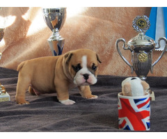 Englische Bulldogge welpen abzugeben