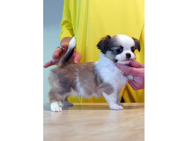 First-class Chihuahua puppy for your family