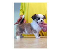First-class Chihuahua puppy for your family