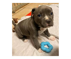 Pitbull-Welpen