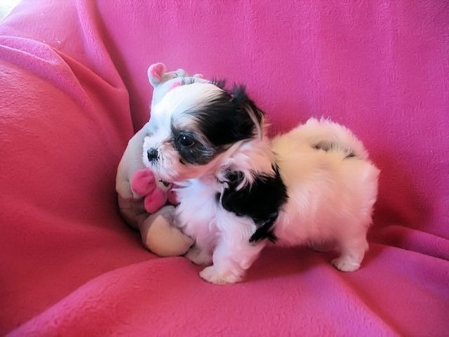 Liebevolle Biewer Yorkshire Terrier Welpen