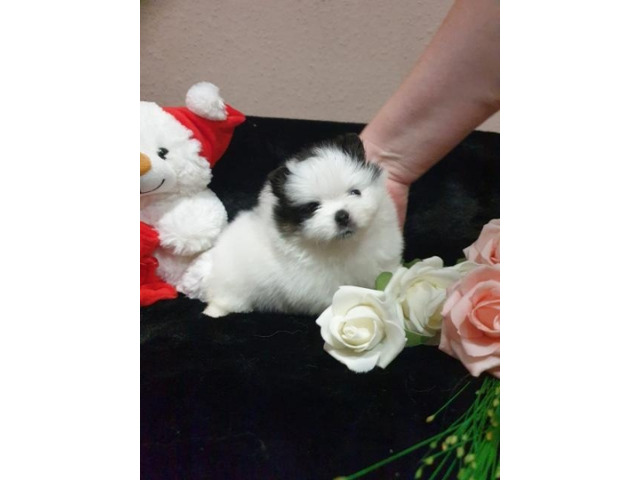 Schön Pomeranian Zwergspitz weiss Welpe