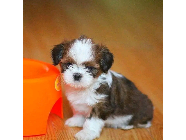 Charmante Shih Tzu Welpe