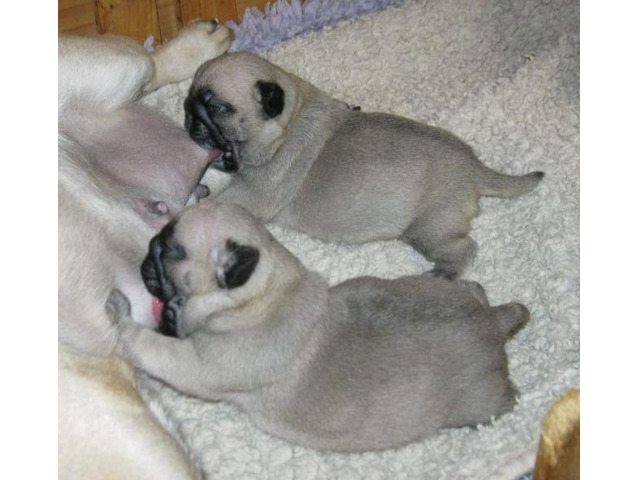Liebevoller Mops Welpen