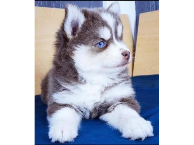 Siberia Husky-Welpe Blaue Augen