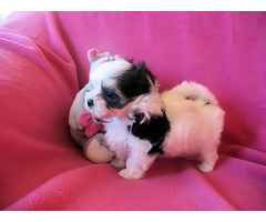 Liebevolle Biewer Yorkshire Terrier Welpen