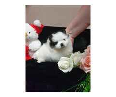 Schön Pomeranian Zwergspitz weiss Welpe