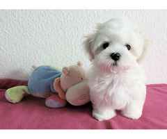 Super Malteser Welpe