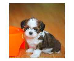 Charmante Shih Tzu Welpe