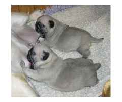 Liebevoller Mops Welpen