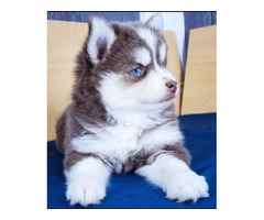 Siberia Husky-Welpe Blaue Augen