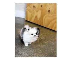 Boo, der Zwergspitz-Welpe