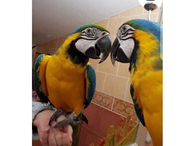 Wunderschöne Gelbbrustaras