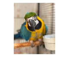 Wunderschöne Gelbbrustaras