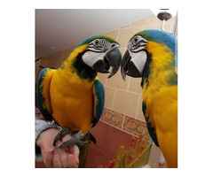 Wunderschöne Gelbbrustaras