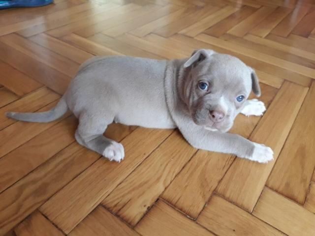 American Pit Bull Welpen Blueline