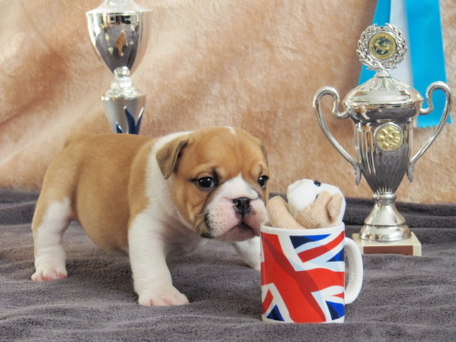 Englische Bulldogge Welpe