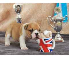 Englische Bulldogge Welpe
