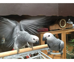 schöne afrikanische graue männliche und weibliche Papageien