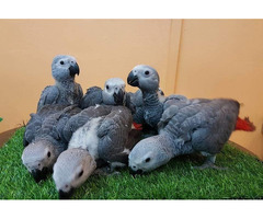 schöne afrikanische graue männliche und weibliche Papageien