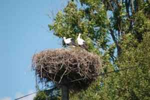 Storchennest in Lettland, (c) bretagne_32, pixelio.de