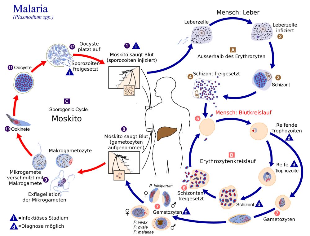 Infografik: Malaria Entwicklung Infografik: Malaria Entwicklung