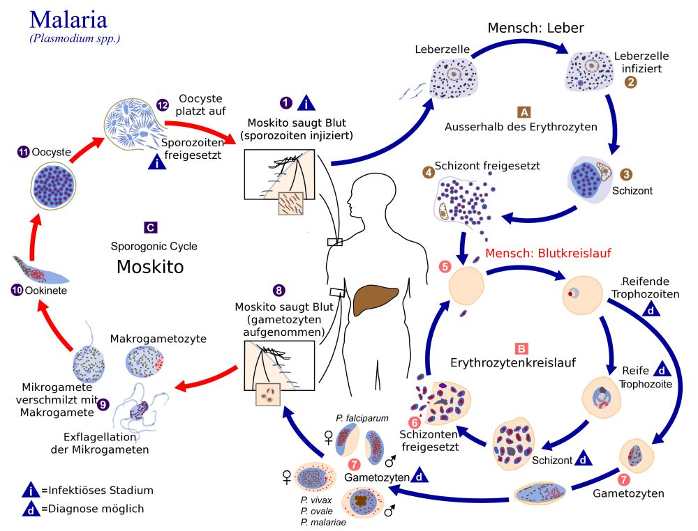 Infografik: Malaria Entwicklung